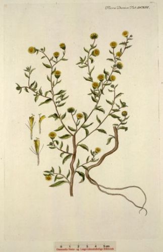 Libanotis - Inula pulicaria